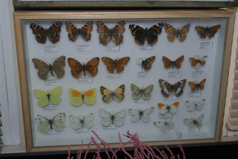 taxomara 2007 (87)